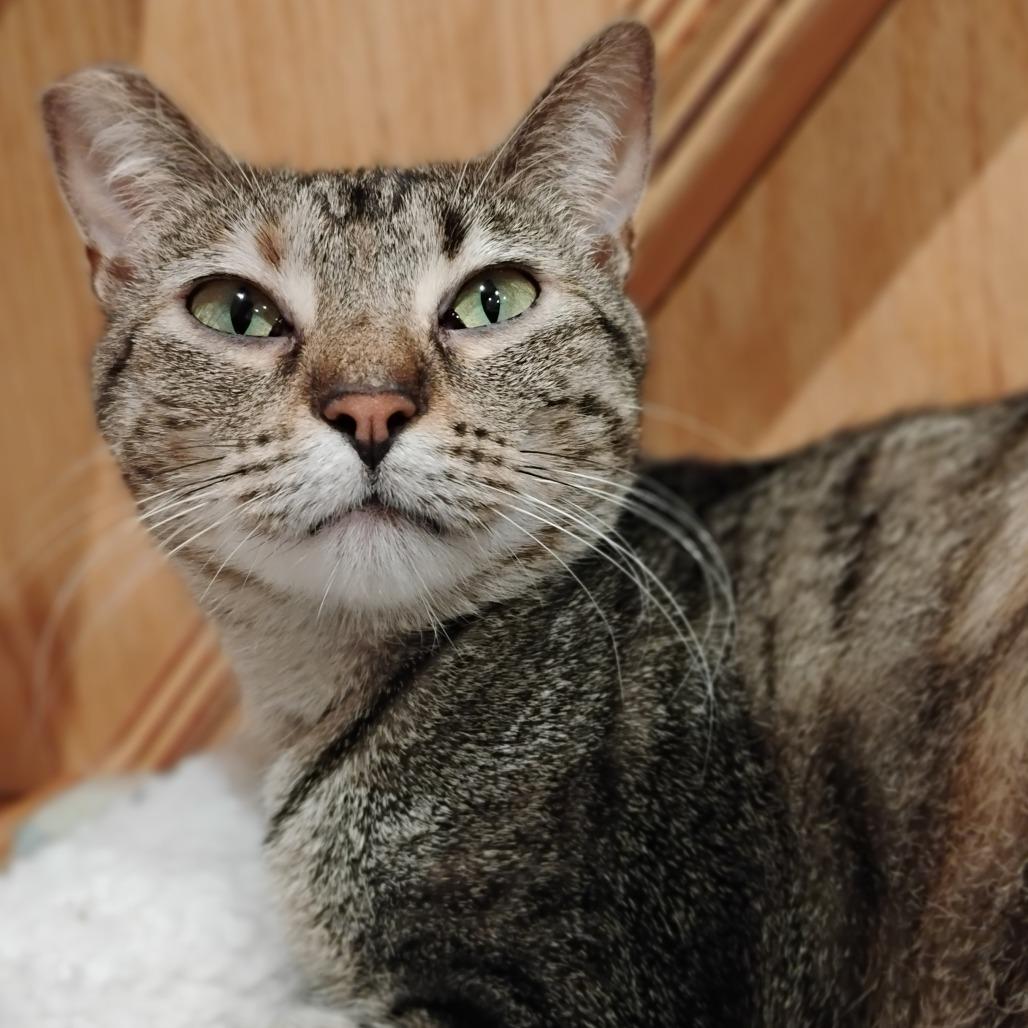 Enlarge Pickles, a Adoptable Domestic Short Hair in Bentonville, AR image 2/3