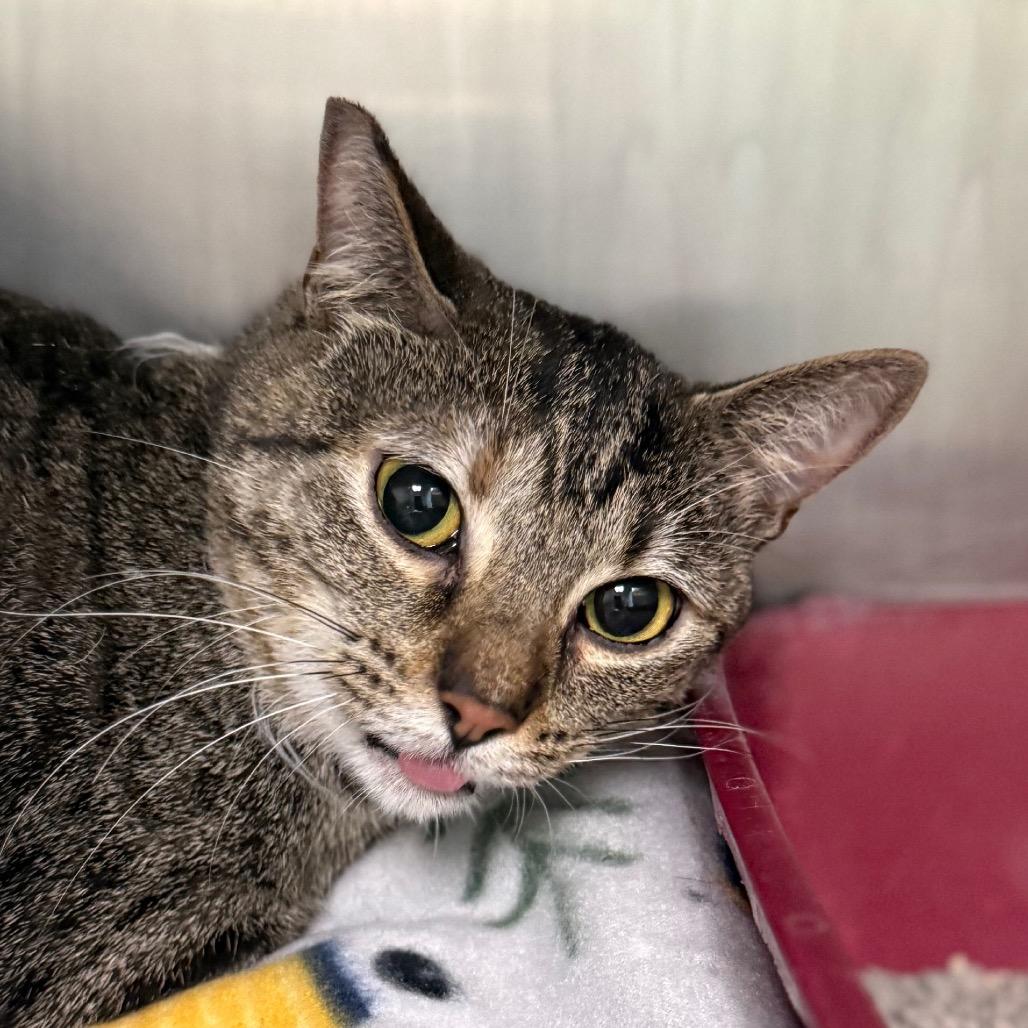 Enlarge Pickles, a Adoptable Domestic Short Hair in Bentonville, AR image 3/3