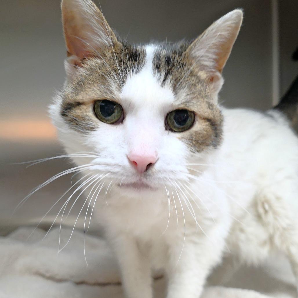 Enlarge Lexus, a Adoptable Domestic Short Hair in Michigan City, IN image 1/6