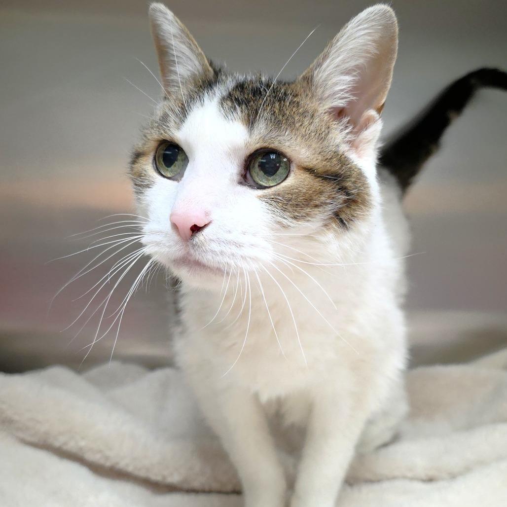 Enlarge Lexus, a Adoptable Domestic Short Hair in Michigan City, IN image 2/6