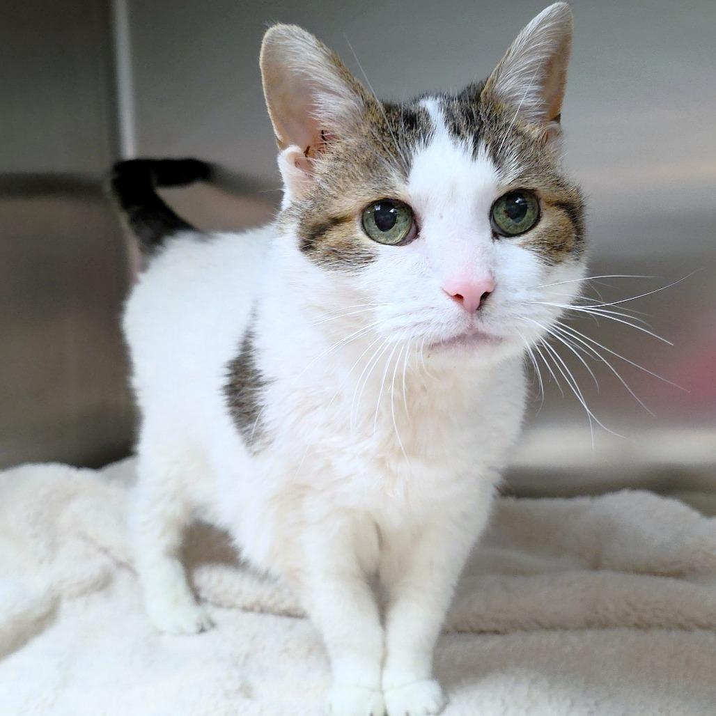 Lexus — thumbnail 4