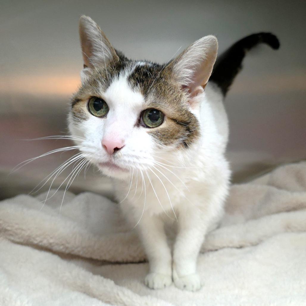 Lexus — thumbnail 5