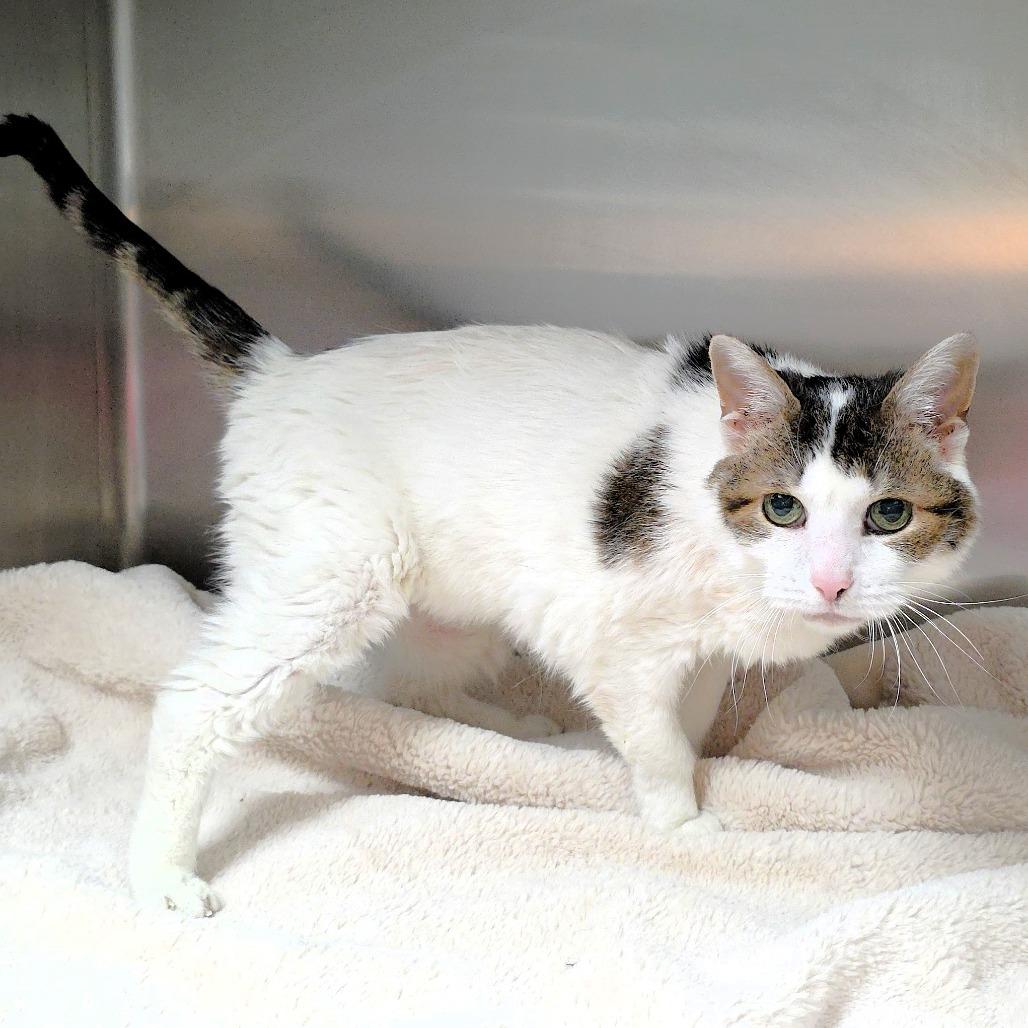 Enlarge Lexus, a Adoptable Domestic Short Hair in Michigan City, IN image 6/6