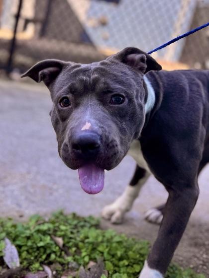 Fella (NLOL Training), Adoptable, Adult Male Pit Bull Terrier & Mixed Breed.