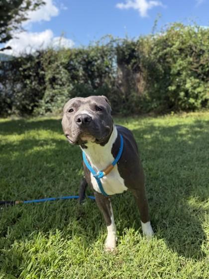 Fella, Adoptable, Adult Male Pit Bull Terrier & Mixed Breed.