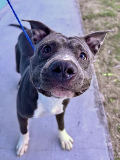 Fella (NLOL Training), a Adoptable mixed breed in New Orleans, LA image 2/2