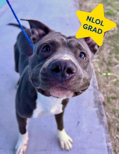 Enlarge Fella, a Adoptable mixed breed in New Orleans, LA image 3/3