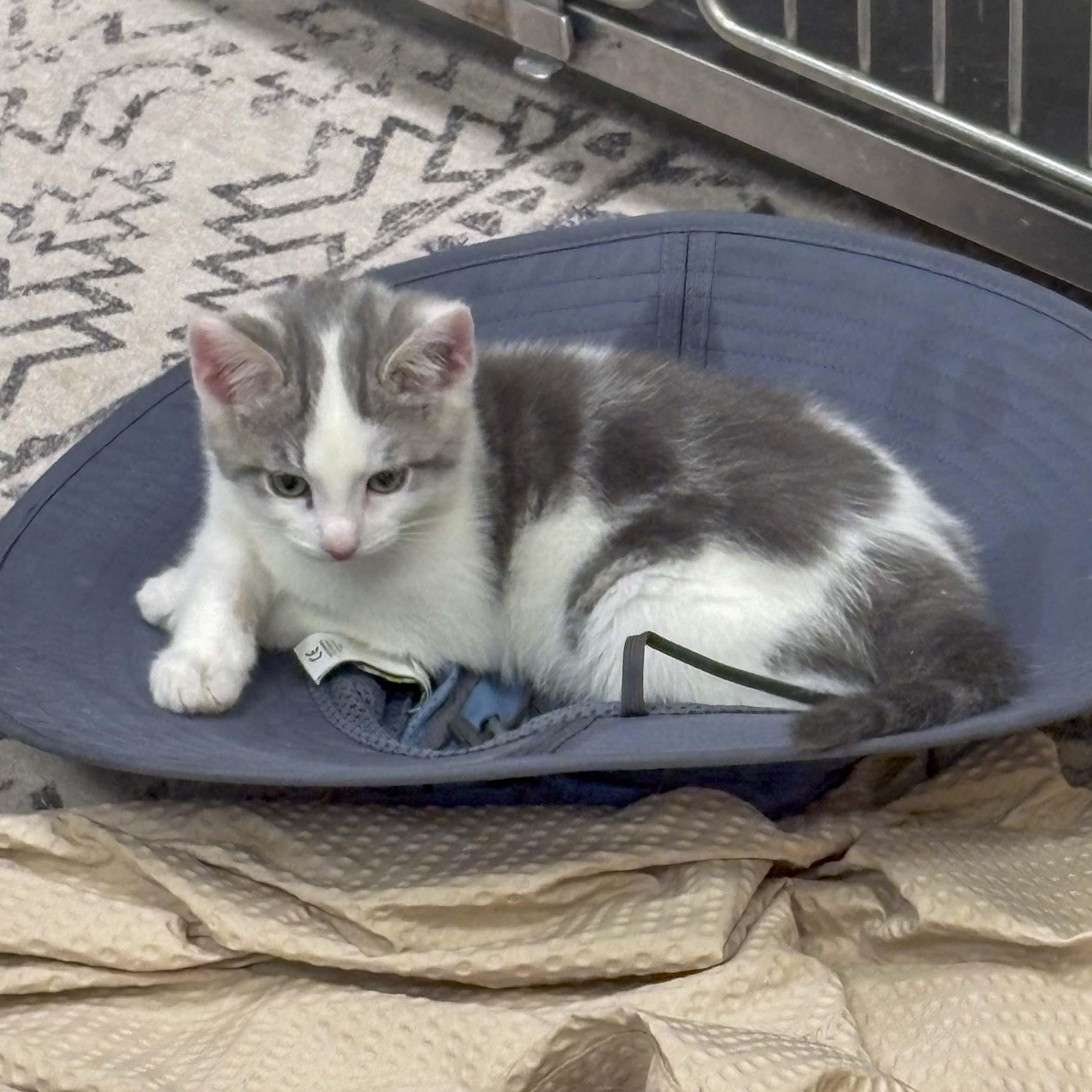 Enlarge Cookie, an adopted Domestic Short Hair in Stamford, CT image 3/4