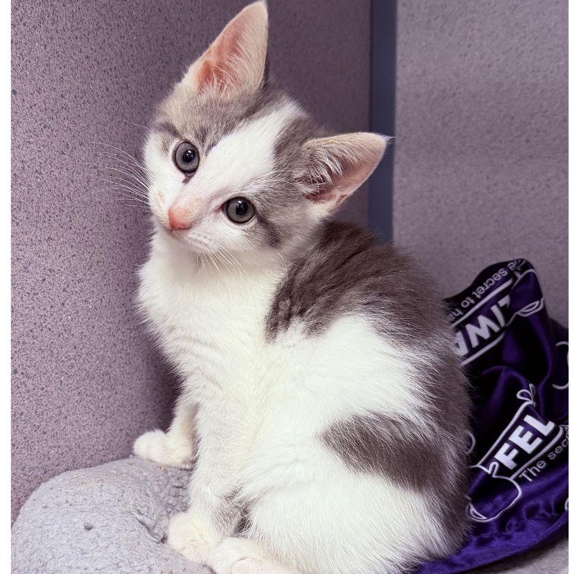 Enlarge Cookie, an adopted Domestic Short Hair in Stamford, CT image 2/4