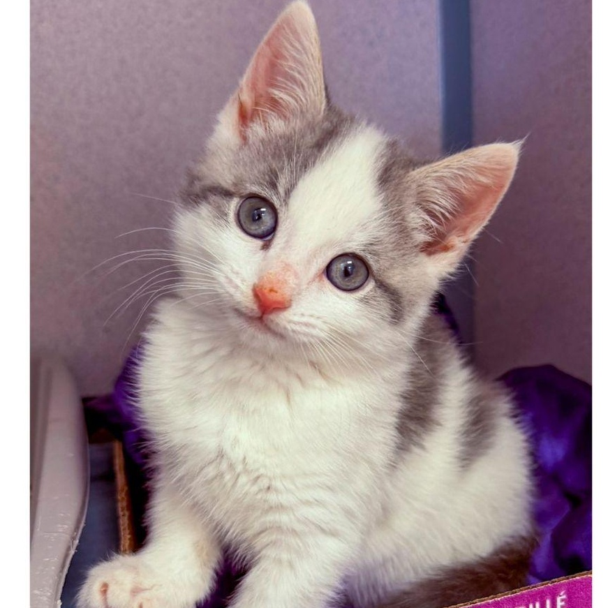 Cookie, adopted, Kitten Male Domestic Short Hair.