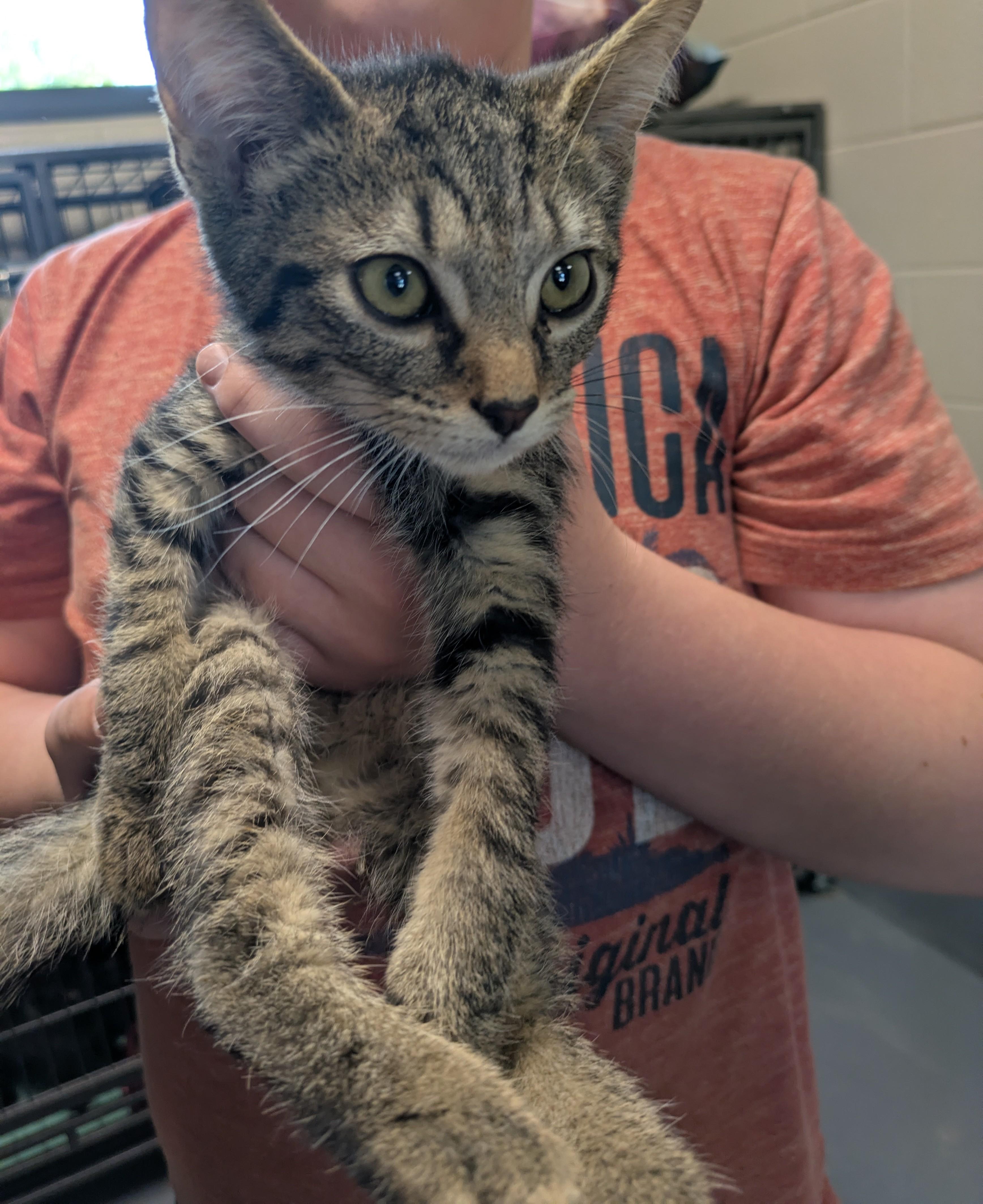 Enlarge Mr. Pibb, a ADOPTABLE mixed breed in Bedford, VA image 1/1