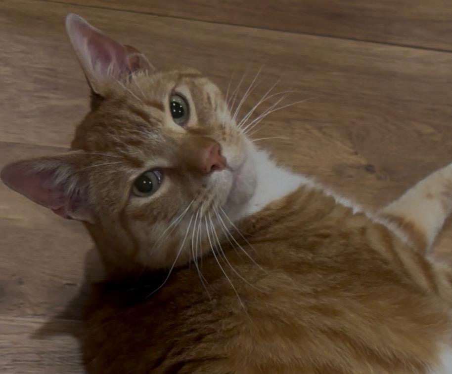 Enlarge Ninja - the giant cat, a Adoptable Tabby in Closter, NJ image 6/6