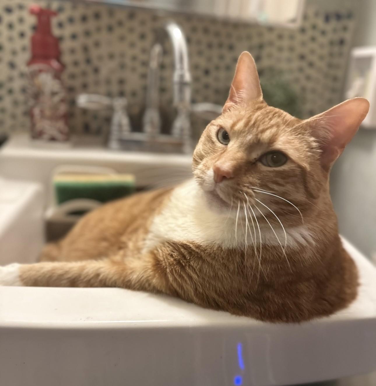 Ninja  The Giant thumbnail 3