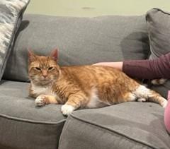 Enlarge Ninja - the giant cat, a Adoptable Tabby in Closter, NJ image 4/6