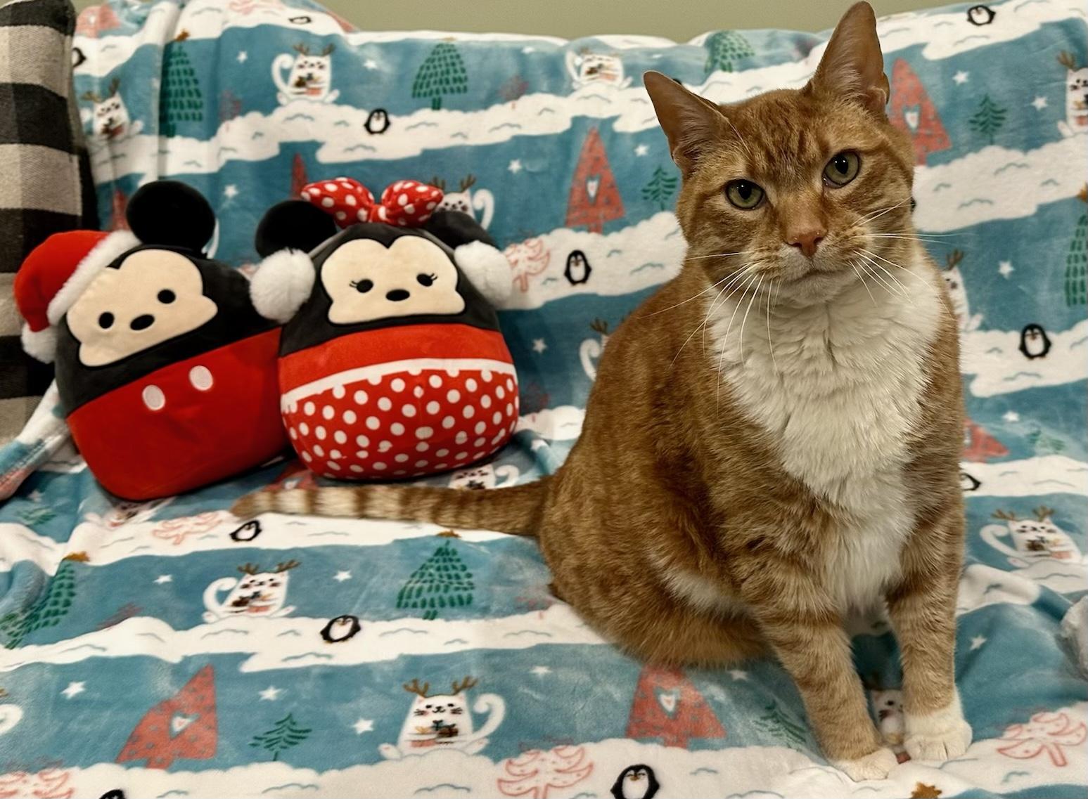 Enlarge Ninja - the giant cat, a Adoptable Tabby in Closter, NJ image 2/6