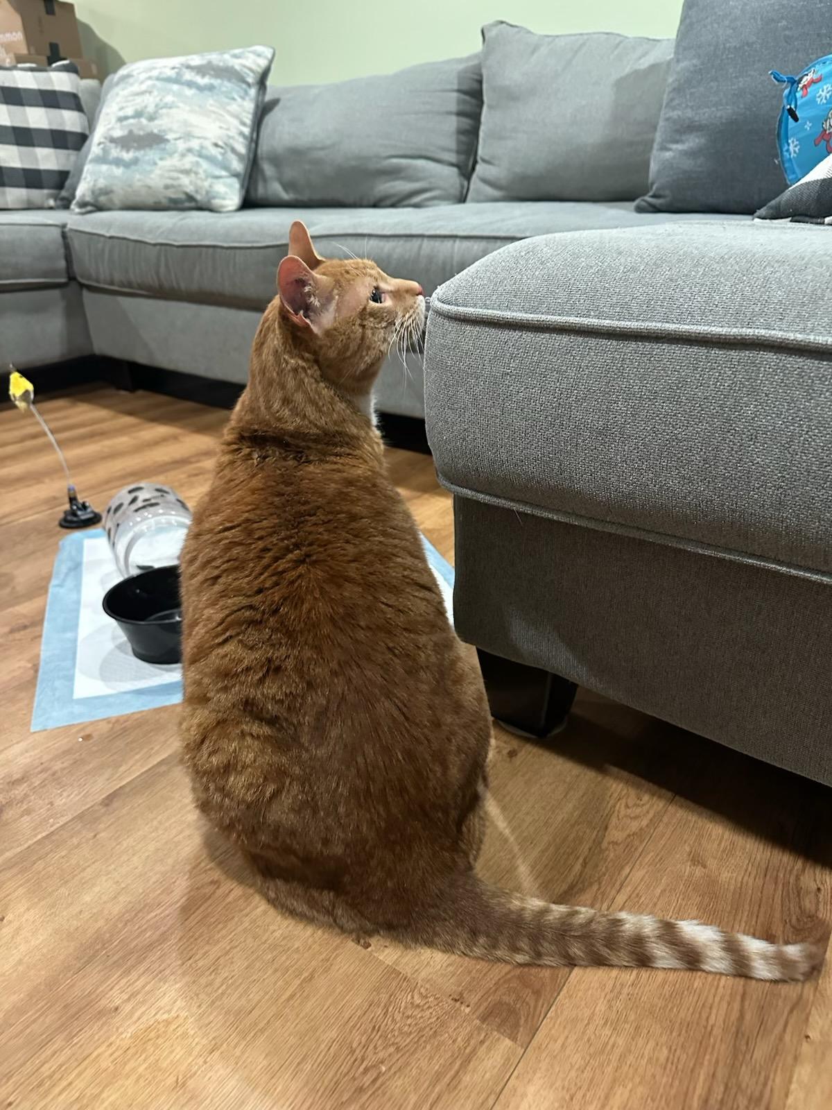 Enlarge Ninja - the giant cat, a Adoptable Tabby in Closter, NJ image 5/6