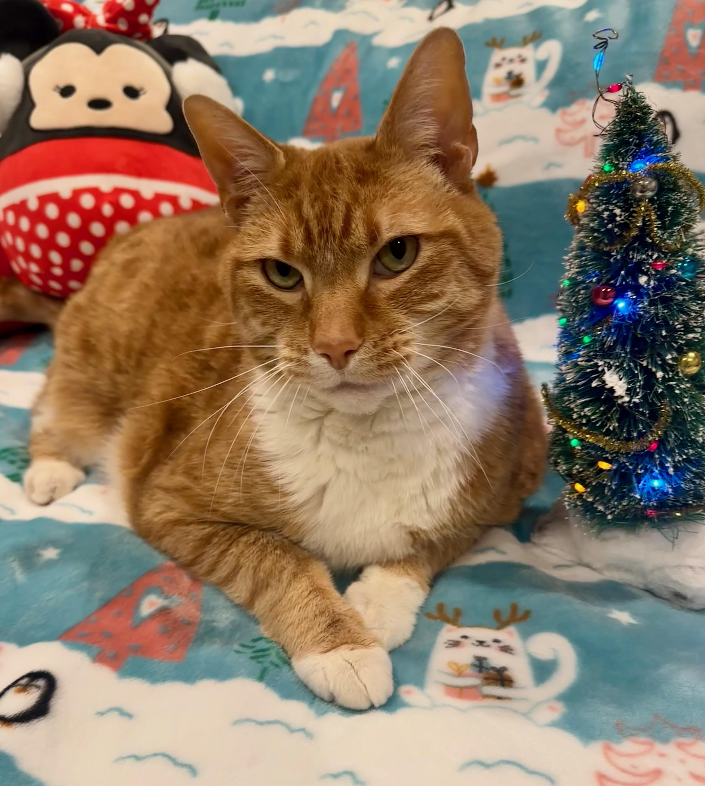 Enlarge Ninja - the giant cat, a Adoptable Tabby in Closter, NJ image 1/6