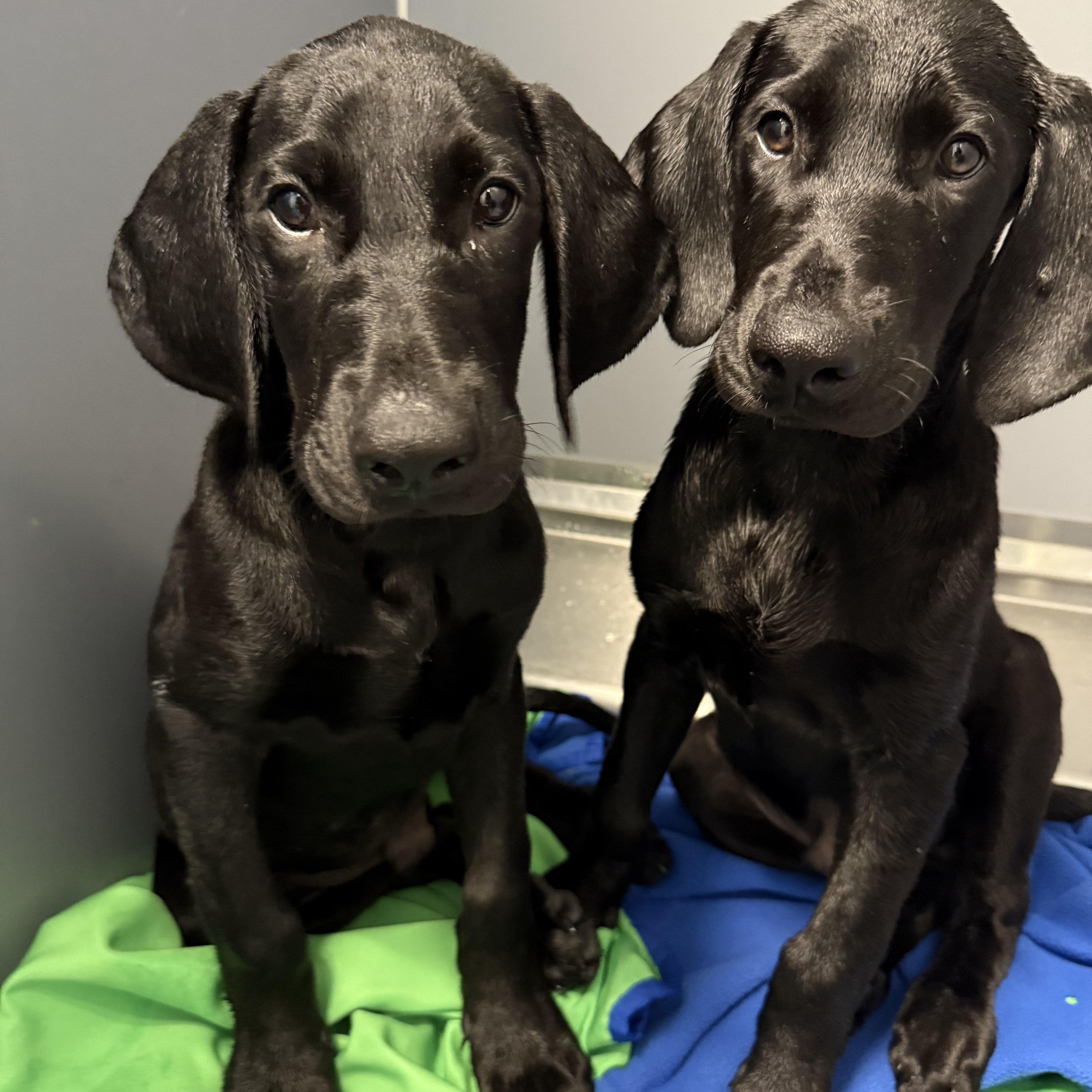 Puppies male and female, Baby Male unknown
