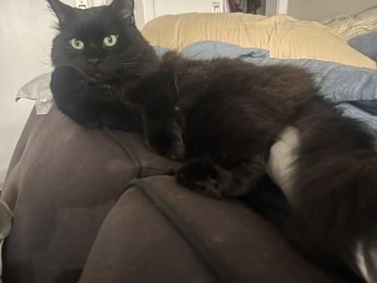 Indigo, a Adoptable mixed breed in Washington, DC image 1/3