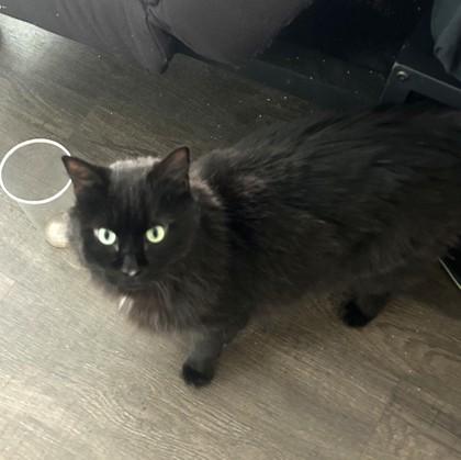 Indigo, a Adoptable mixed breed in Washington, DC image 3/3