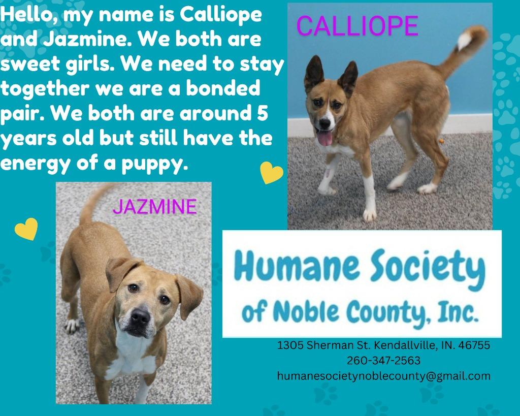 Enlarge Luna (Jazmine), a Adoptable mixed breed in Kendallville, IN image 1/1