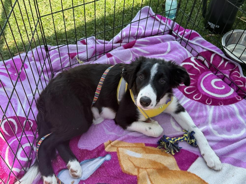 Verse, Adoptable, Puppy Male Border Collie.