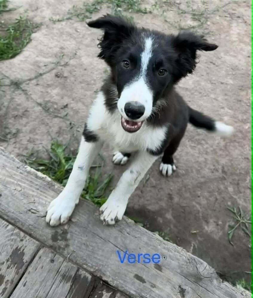 Verse, a Adoptable mixed breed in Waunakee, WI image 2/2