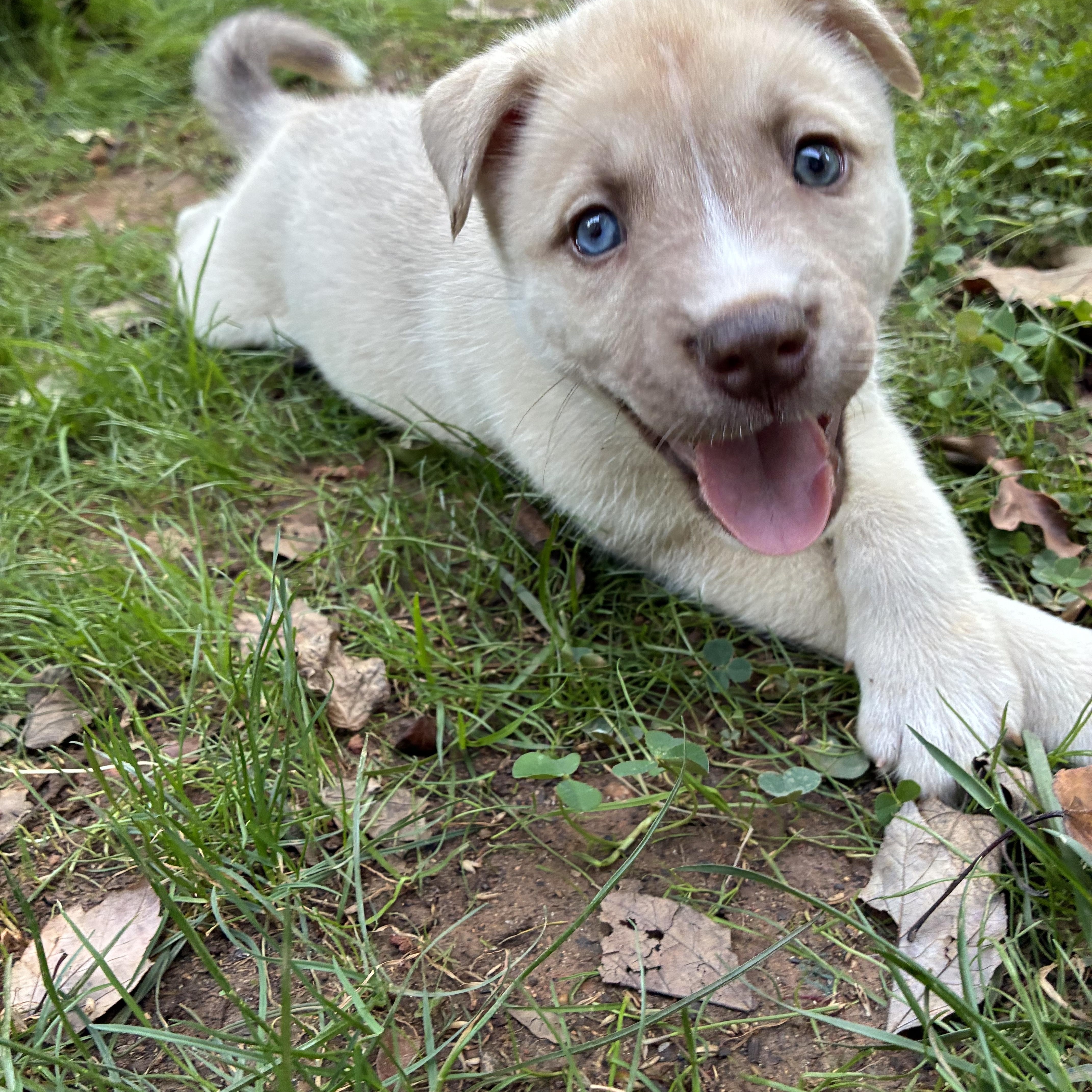 Enlarge Timmy, a Adopted mixed breed in Greensboro, NC image 1/1