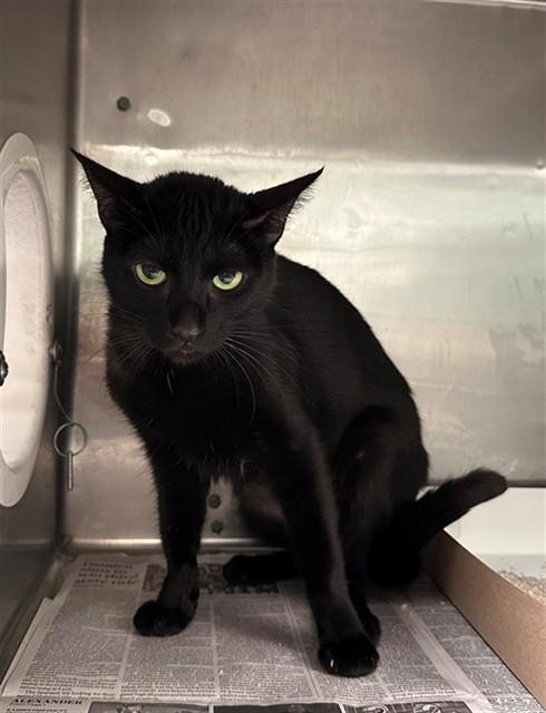 DAWN, Adoptable, Adult Female Domestic Short Hair.