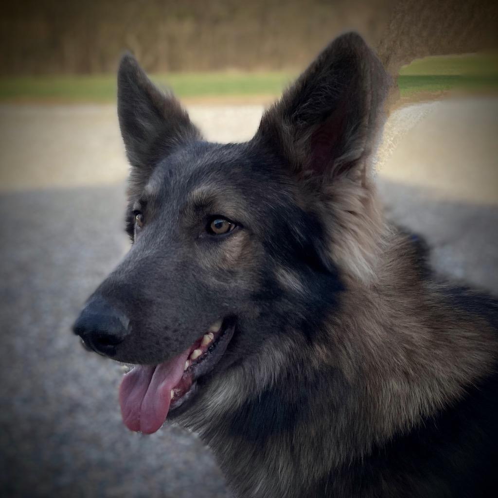Jango, Adopted, Adult Male German Shepherd Dog.