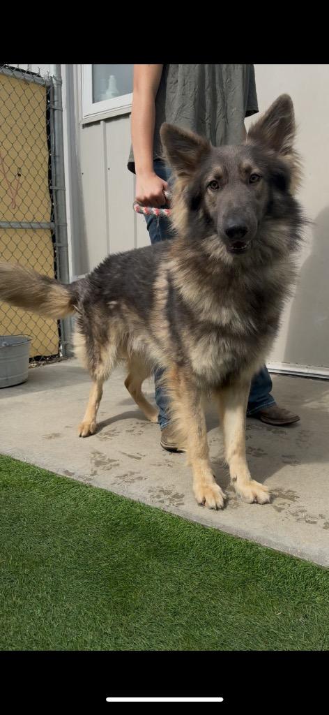 Enlarge Jango, a Adopted German Shepherd Dog in Pittsfield, IL image 2/6