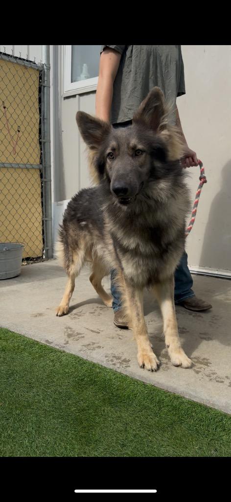 Enlarge Jango, a Adopted German Shepherd Dog in Pittsfield, IL image 3/6