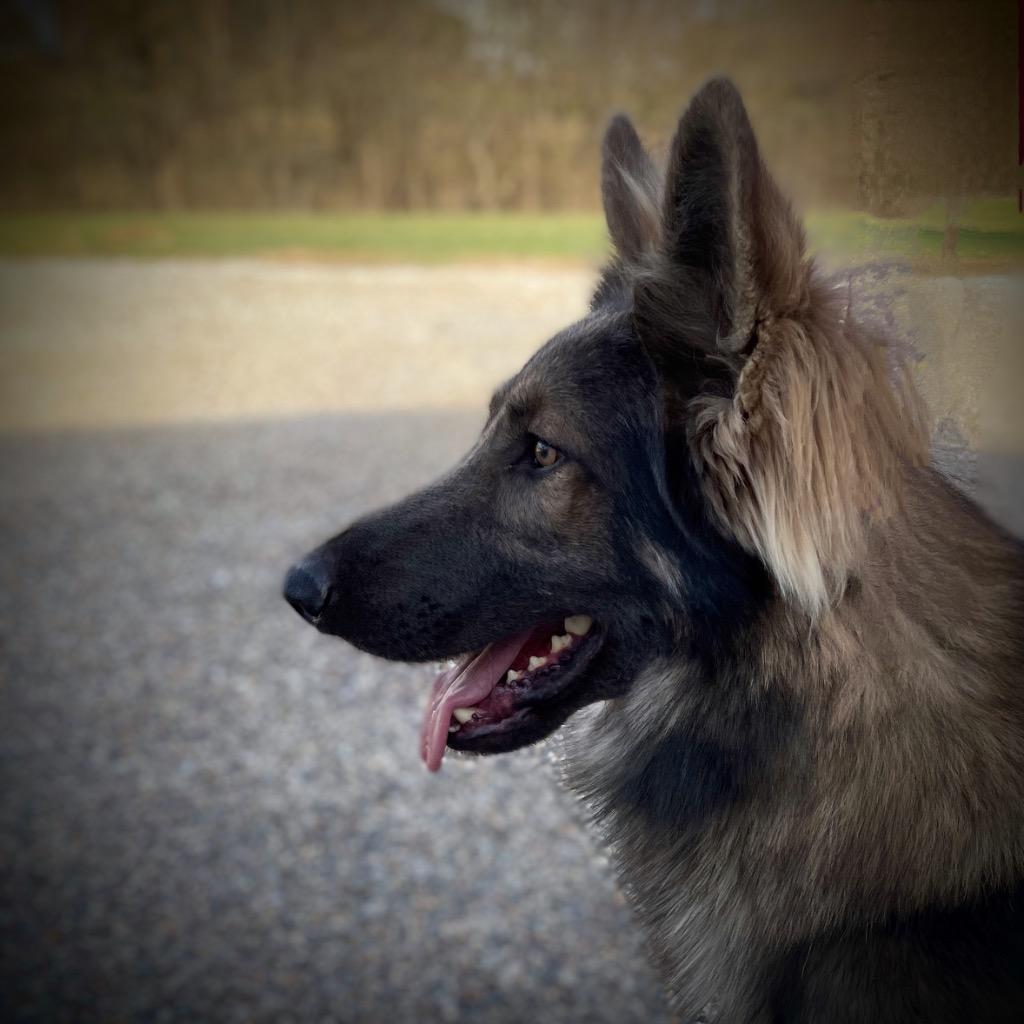 Enlarge Jango, a Adopted German Shepherd Dog in Pittsfield, IL image 4/6