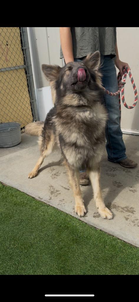 Enlarge Jango, a Adopted German Shepherd Dog in Pittsfield, IL image 5/6