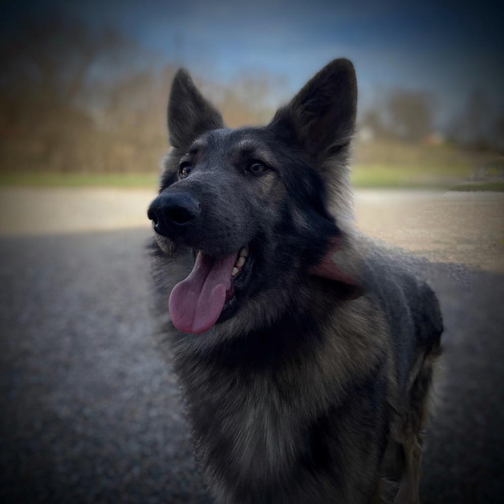 Enlarge Jango, a Adopted German Shepherd Dog in Pittsfield, IL image 6/6