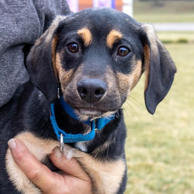 Enlarge HOGWARTS, a Adoptable mixed breed in St. Louis, MO image 1/1