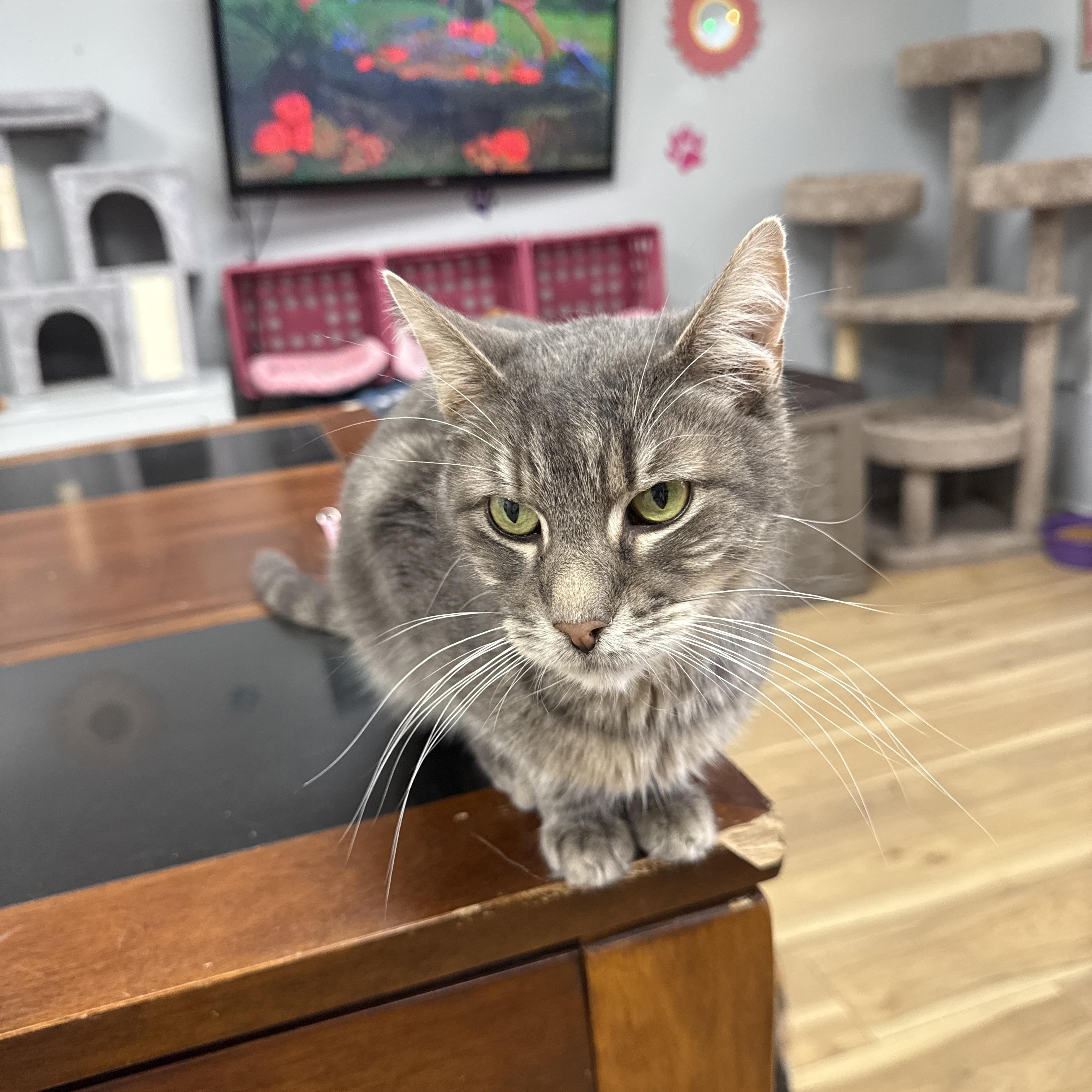 Morty, Adoptable, Adult Male Domestic Short Hair.