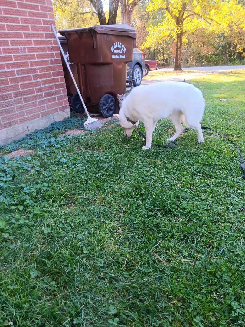 Enlarge Luna, a Adoptable Husky in Linton, IN image 1/4