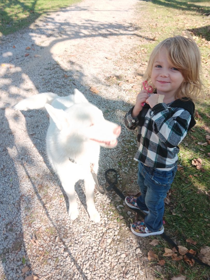 Enlarge Luna, a Adoptable Husky in Linton, IN image 2/4