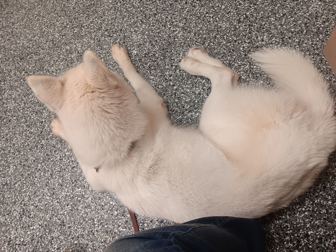 Enlarge Luna, a Adoptable Husky in Linton, IN image 3/4