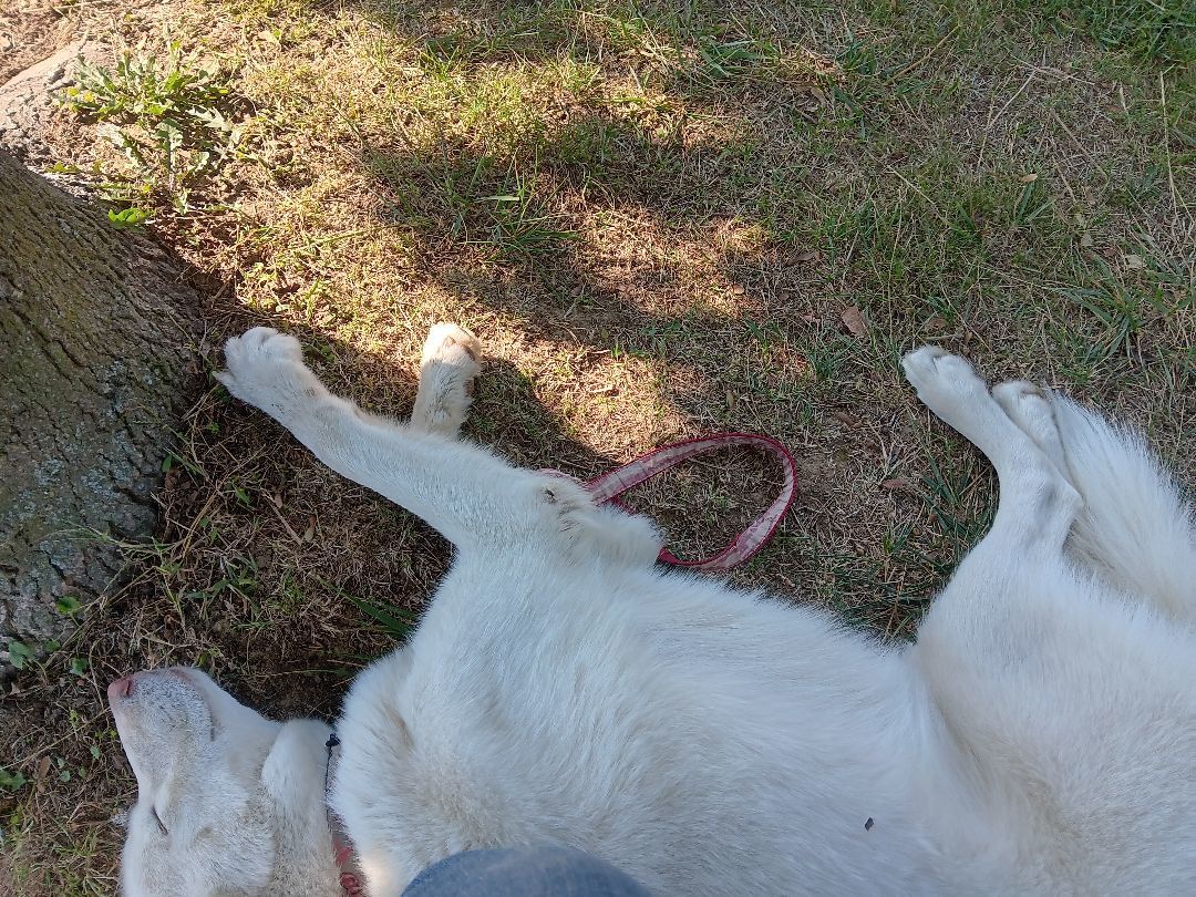 Enlarge Luna, a Adoptable Husky in Linton, IN image 4/4