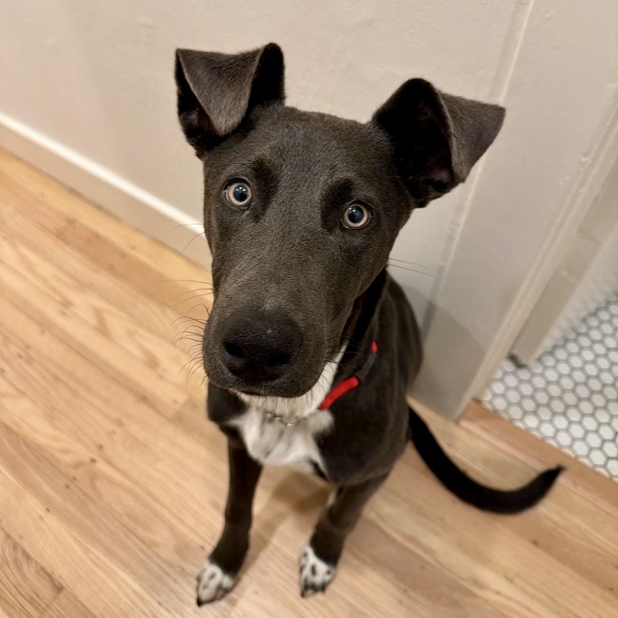 Enlarge Smokey, a Adoptable mixed breed in Los Gatos, CA image 2/5