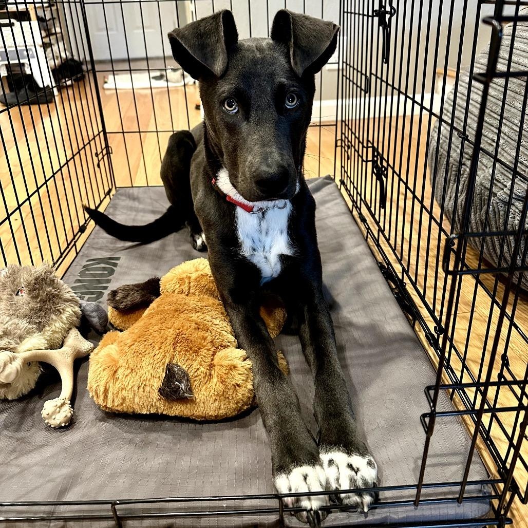 Enlarge Smokey, a Adoptable mixed breed in Los Gatos, CA image 1/5