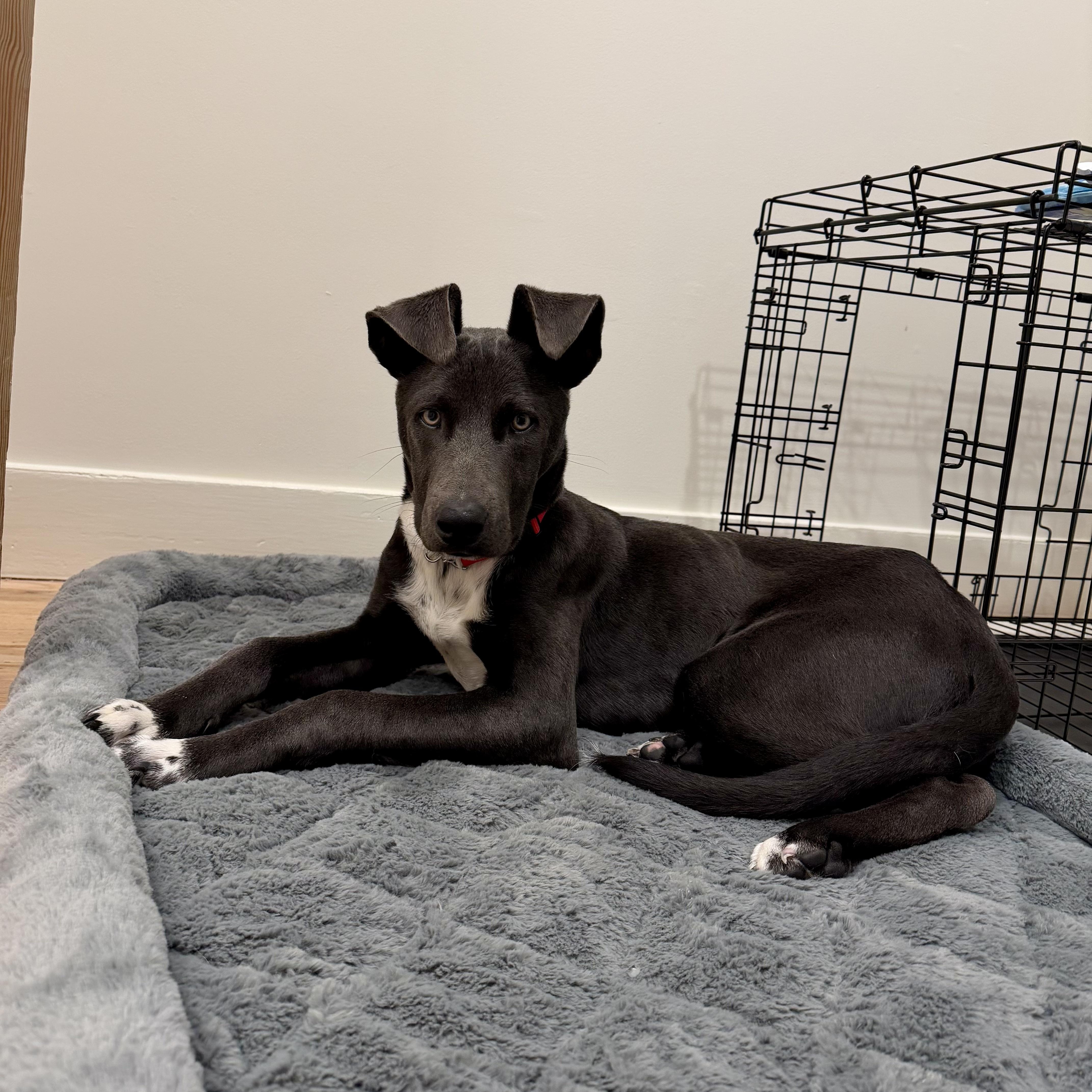 Enlarge Smokey, a Adoptable mixed breed in Los Gatos, CA image 4/5