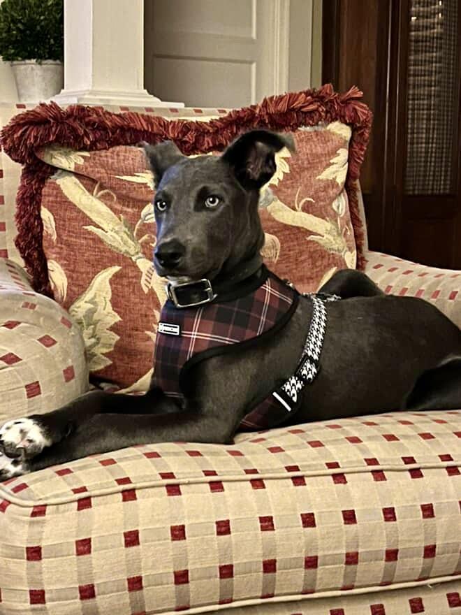 Smokey, a Adoptable mixed breed in Los Gatos, CA image 2/6