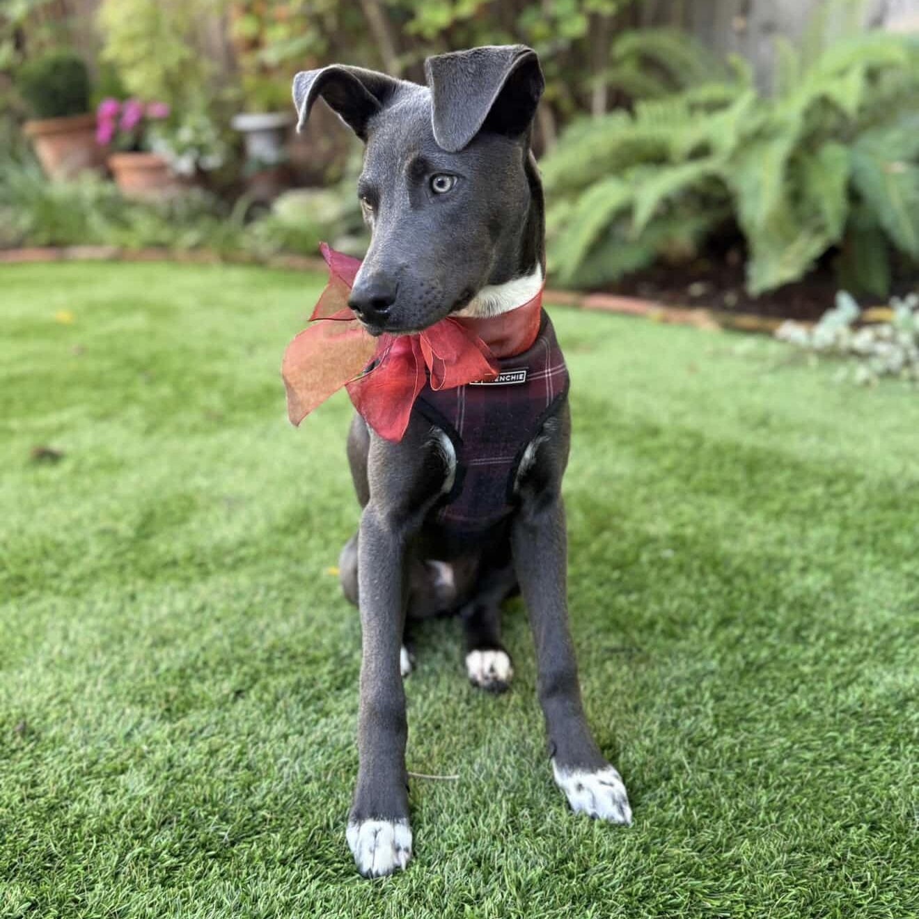 Smokey, a Adoptable mixed breed in Los Gatos, CA image 1/6