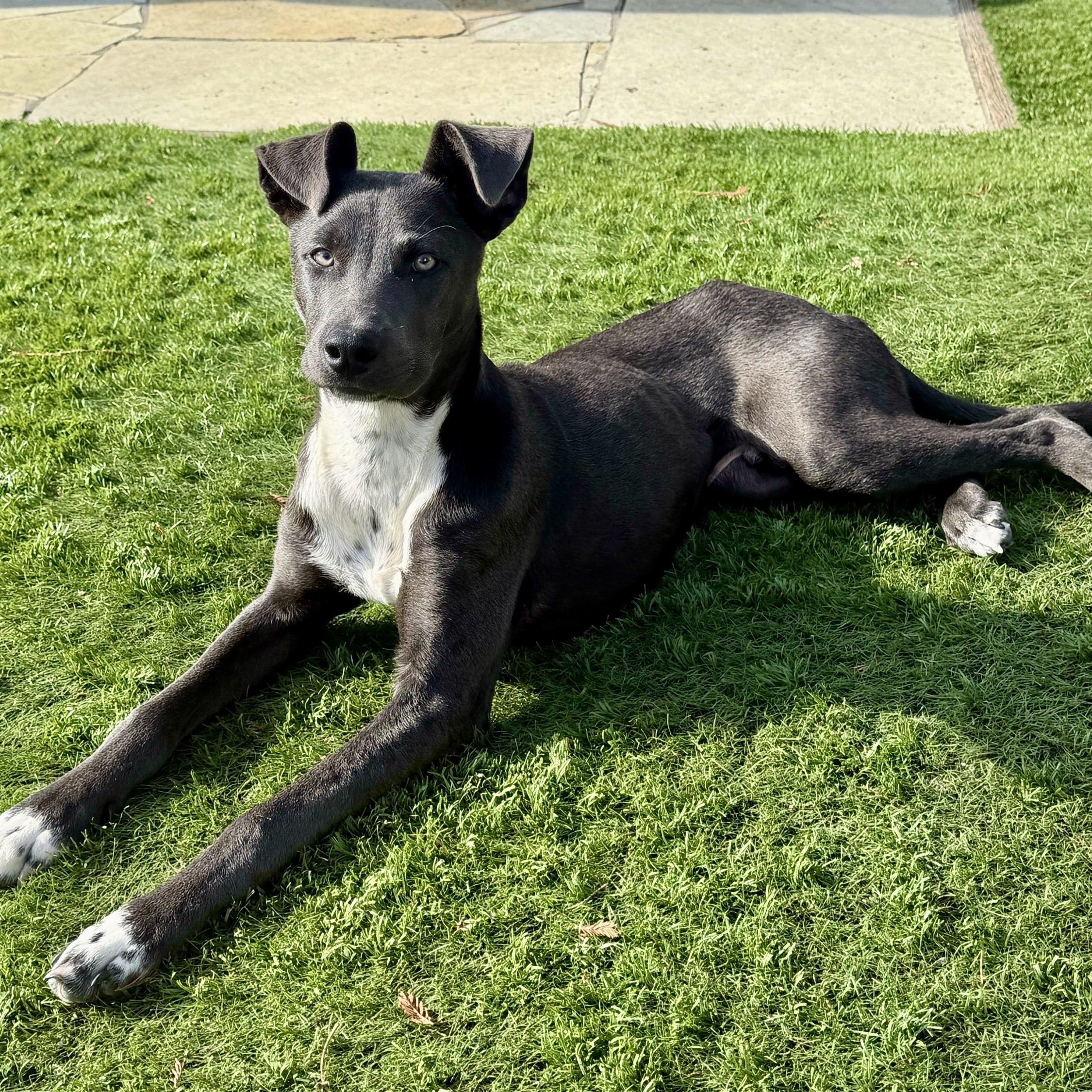 Enlarge Smokey, a Adoptable mixed breed in Los Gatos, CA image 3/5