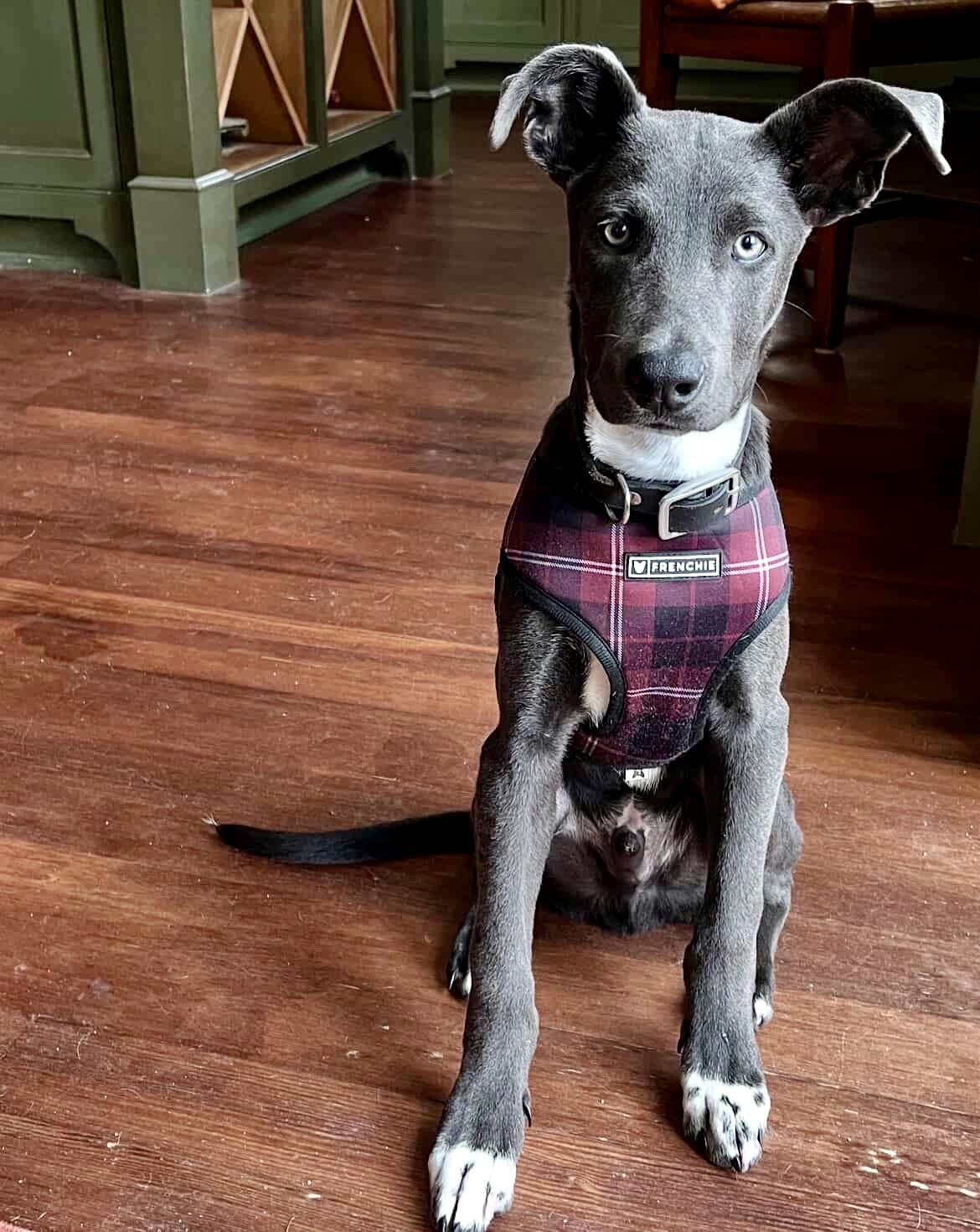 Smokey, a Adoptable mixed breed in Los Gatos, CA image 3/6