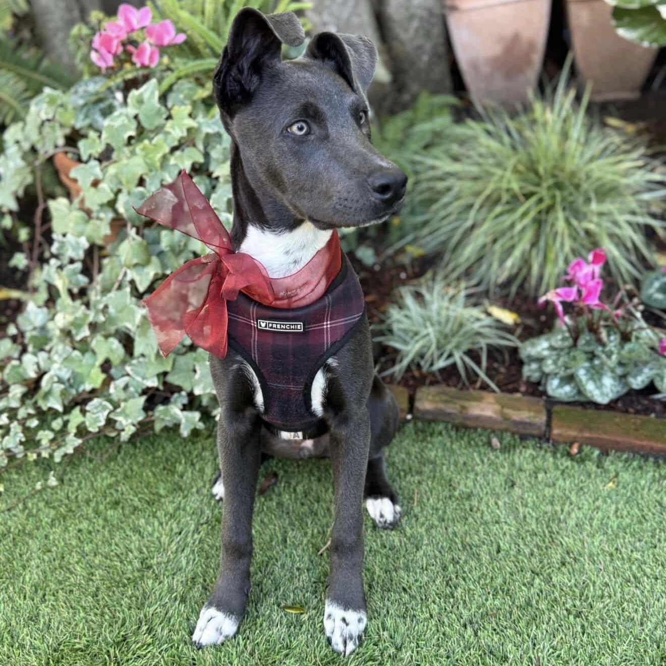 Smokey, a Adoptable mixed breed in Los Gatos, CA image 4/6