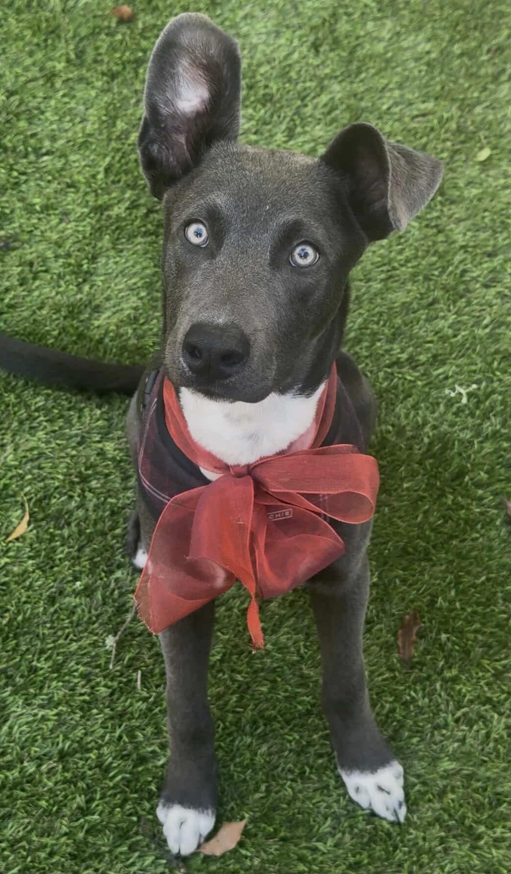 Smokey, a Adoptable mixed breed in Los Gatos, CA image 6/6